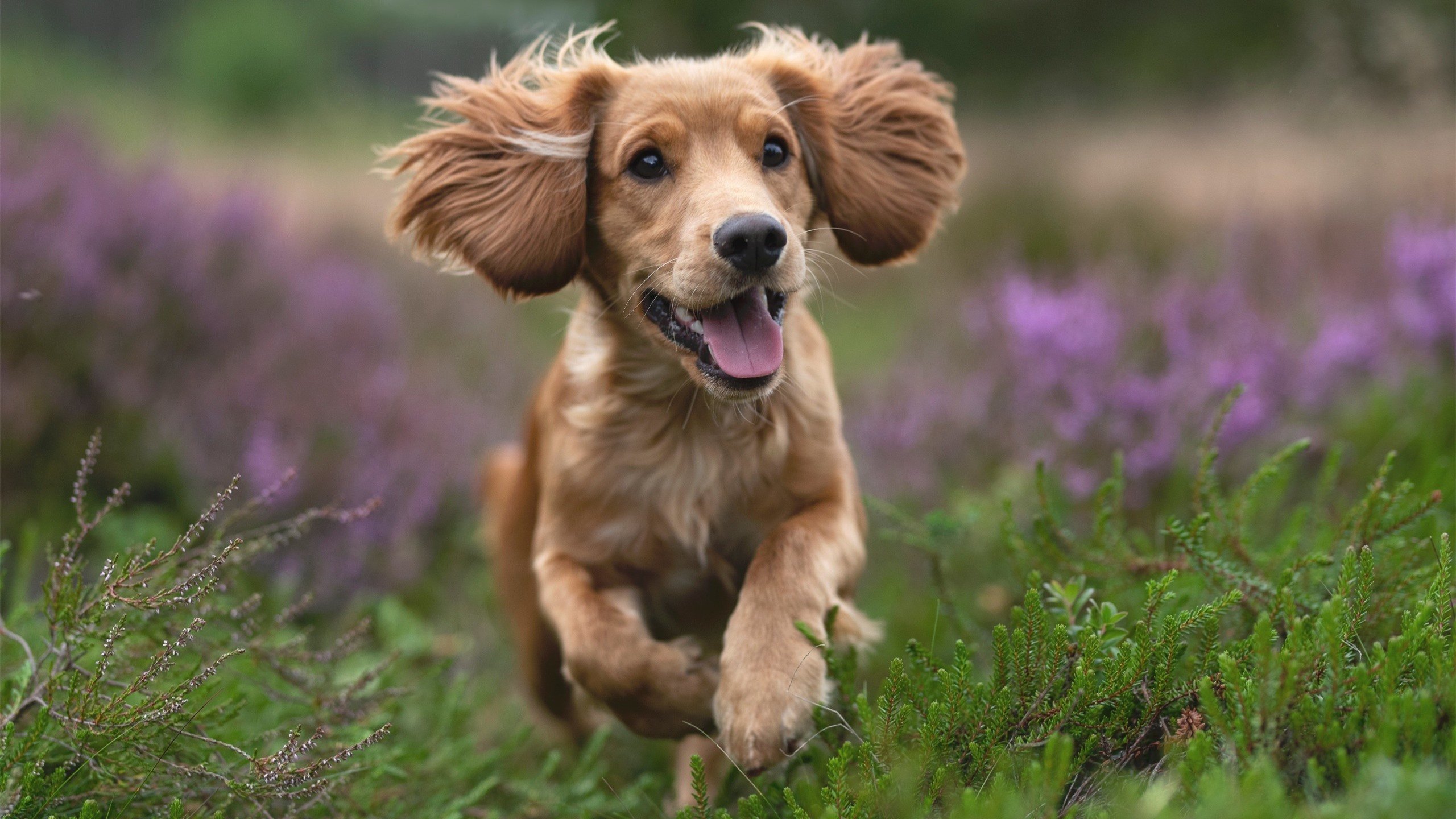 唯一性之光,拉梅洛生死战接管西决,森林狼力克广厦铸就传奇