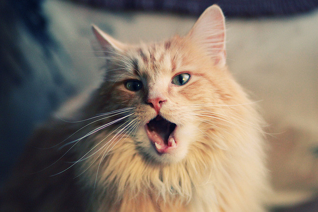 钢铁防线，加勒比海的星空，世界杯之夜，唯有德里赫特的名字如堡垒般矗立