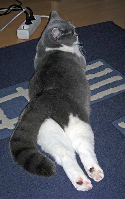 冰与火的对决！福克斯统治最后两分钟，化身北境之王强行终结吉林队