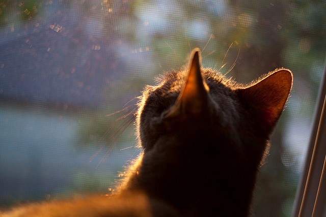 当东方铁骑遭遇美式狂飙，锡安节奏魔法撕裂辽宁铁壁