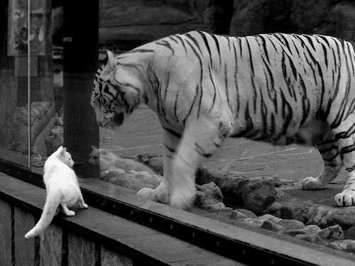 当CBA的国王击败NBA的新疆队，一场不存在却注定经典的对决