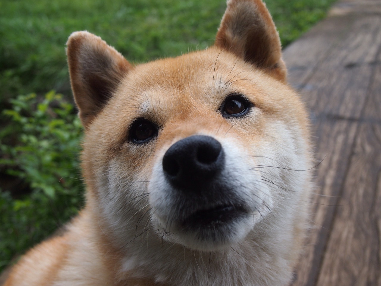 赛道即战场，当F1引擎轰鸣遇上活塞碾压老鹰的血脉贲张