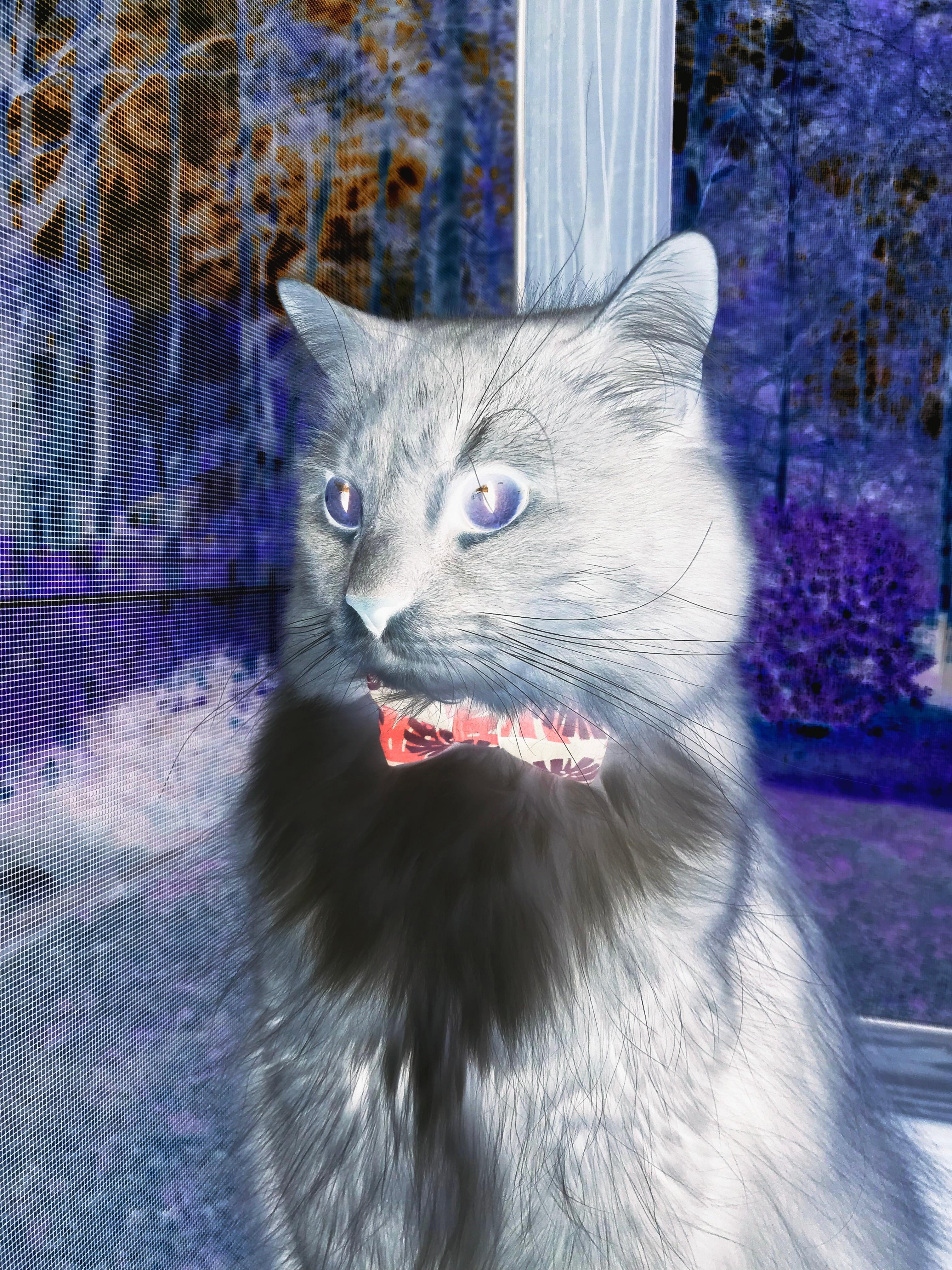 福登的跨界魔法，马德里竞技与阿根廷的史诗对决中，英格兰天才如何成为胜负手