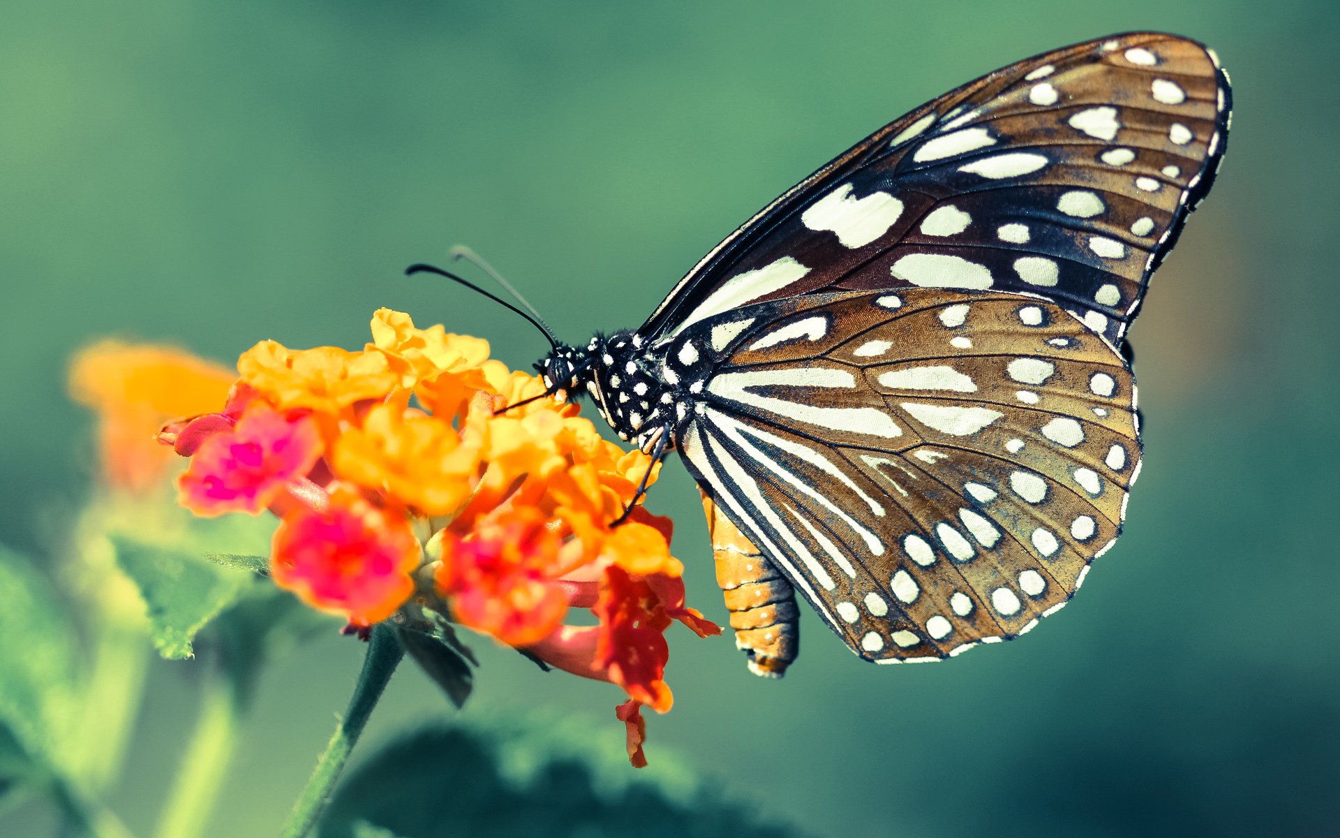 棋逢对手，世界排名争夺战焦点战，快船决胜局智取独行侠