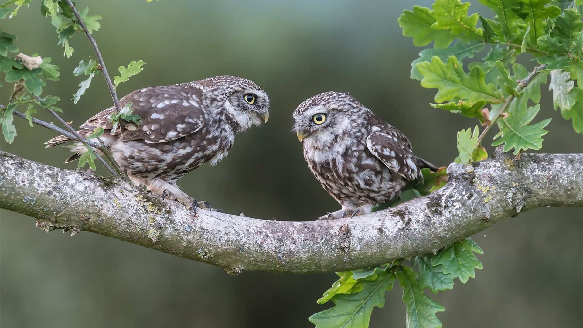 关键先生,从CBA到NBA的终极接管艺术