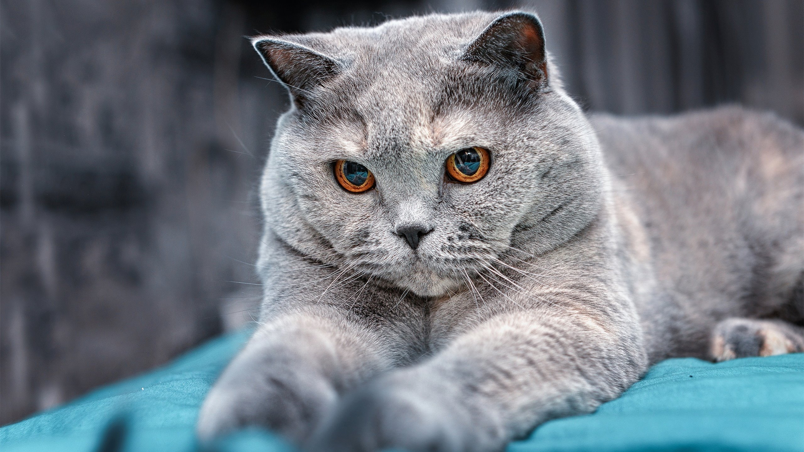 暴雨与烈焰，拉文的终局博弈