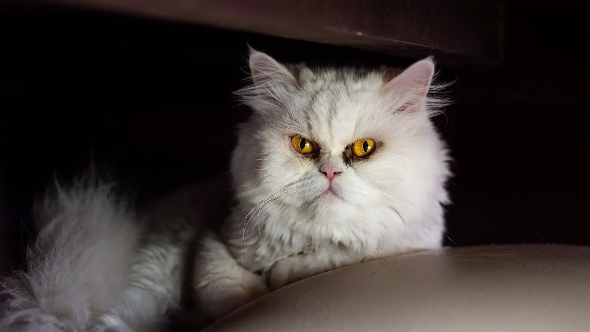 撕裂与交响,德布劳内的爆发与埃及足球的意象横扫